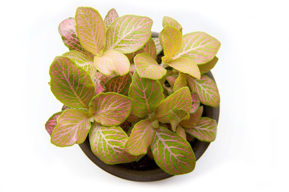 happy acorn roze plantje